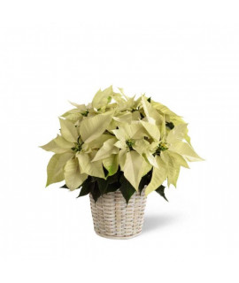White Poinsettia - 6 inches White Poinsettia - 6 inches